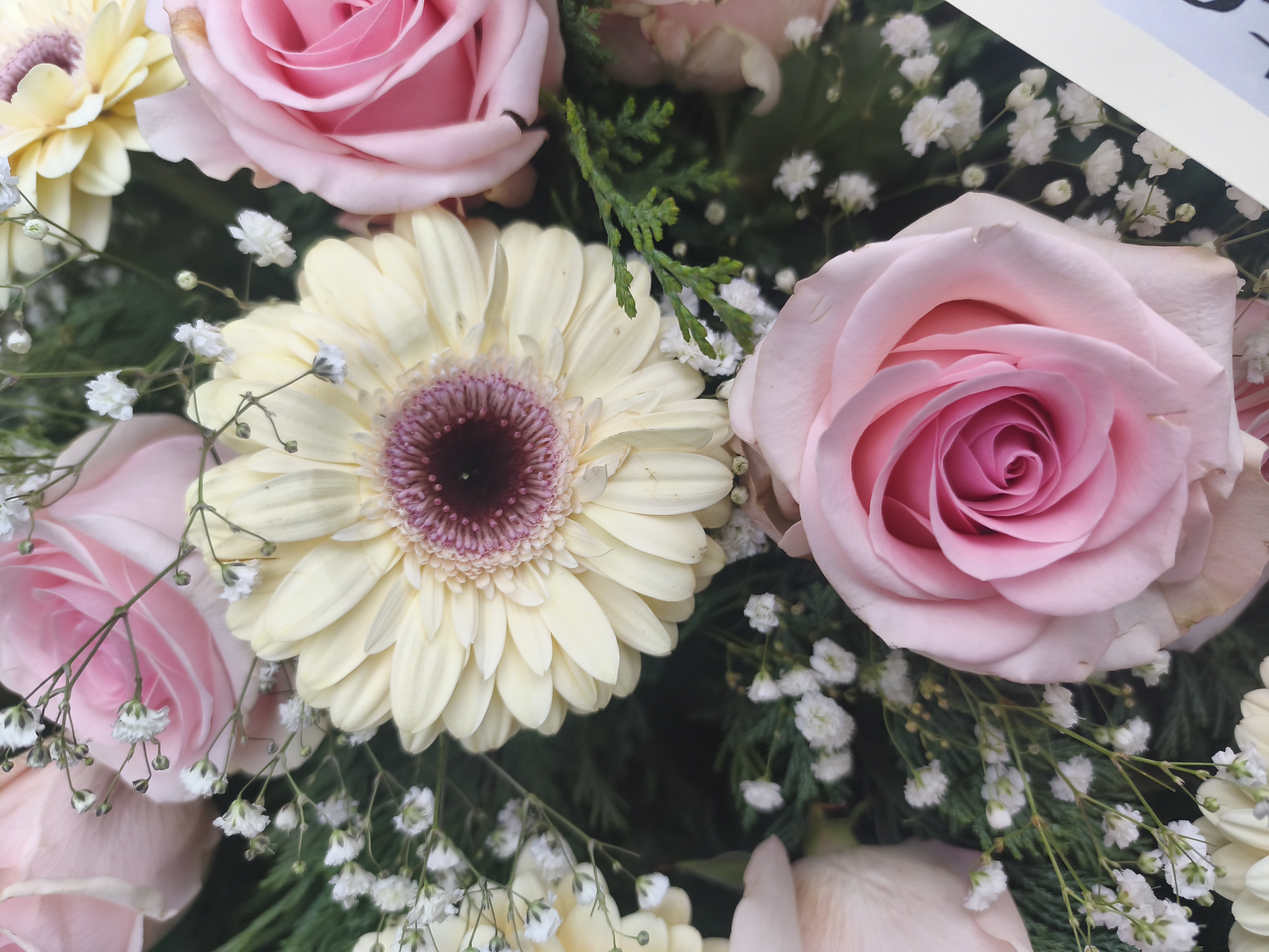 Wieniec pudrowy róż i krem - Wieniec pogrzebowy - Kwiaciarnia Pogrzebowa dostawa Jastrzębie-Zdrój, Rybnik, Żory