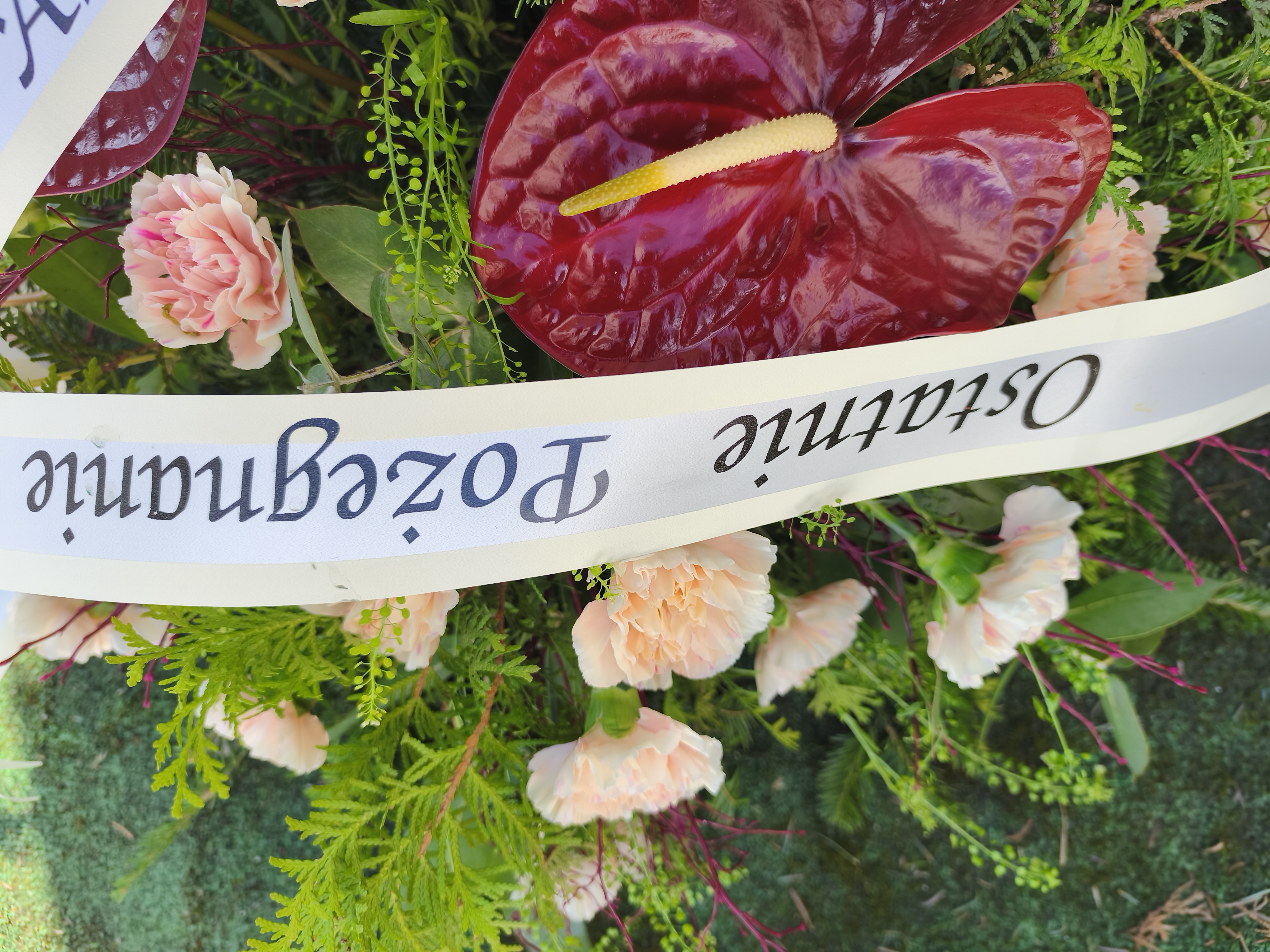 Palma z Anturium i Goździka - widok 2 - Palmy do reki