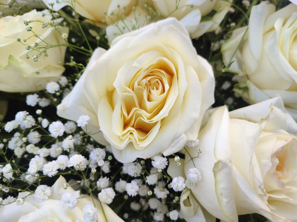 Gerber i Róża - widok 3 - Wieniec pogrzebowy