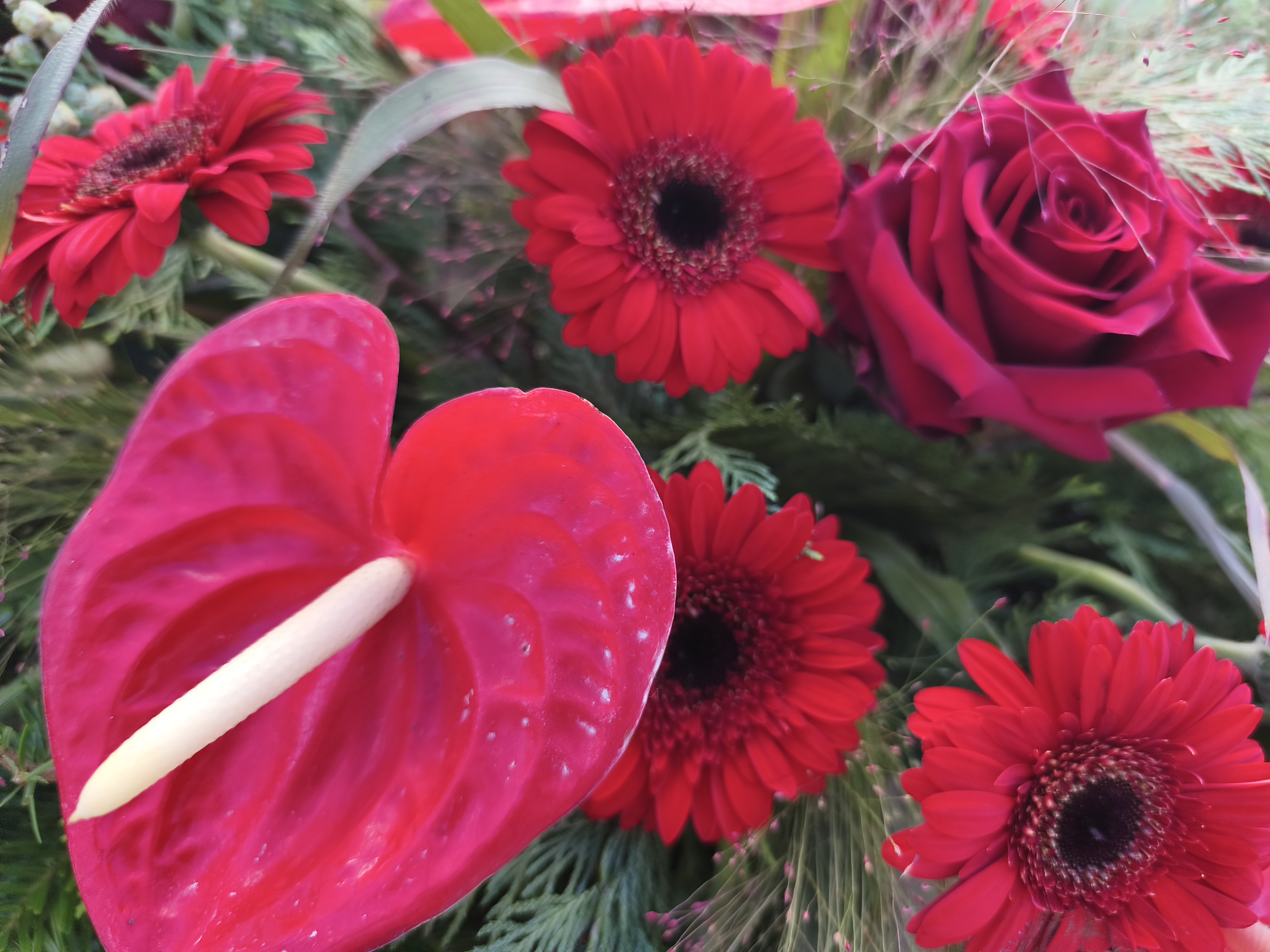 Palma Anturium i Gerber mini - Palmy do reki - Kwiaciarnia Pogrzebowa dostawa Jastrzębie-Zdrój, Rybnik, Żory